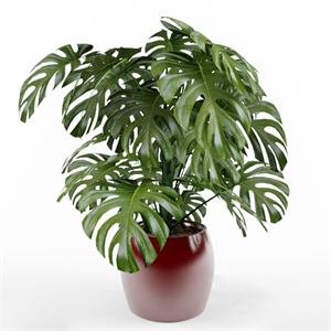 Monstera